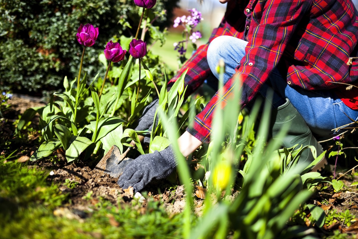 A gardener digging up perennial plants to divide them into more plants.