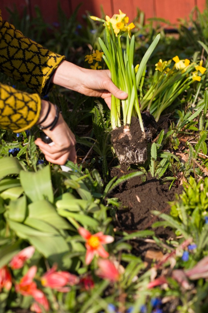 A gardener dividing daffodil bulbs.