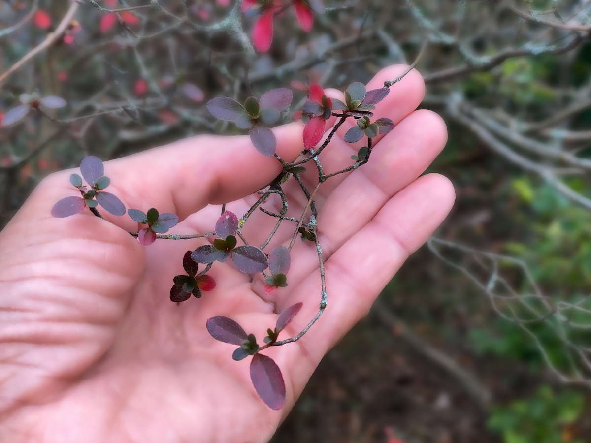 A gardener holding part of an azalea bush to determine if pruning is necessary.