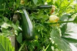 A zucchini plant growing in a home garden during dry summer.