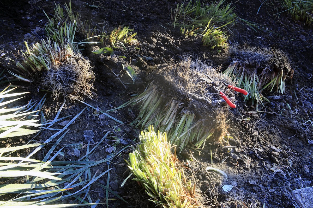 Ornamental grasses dug out of the ground and being divided into more free plants.