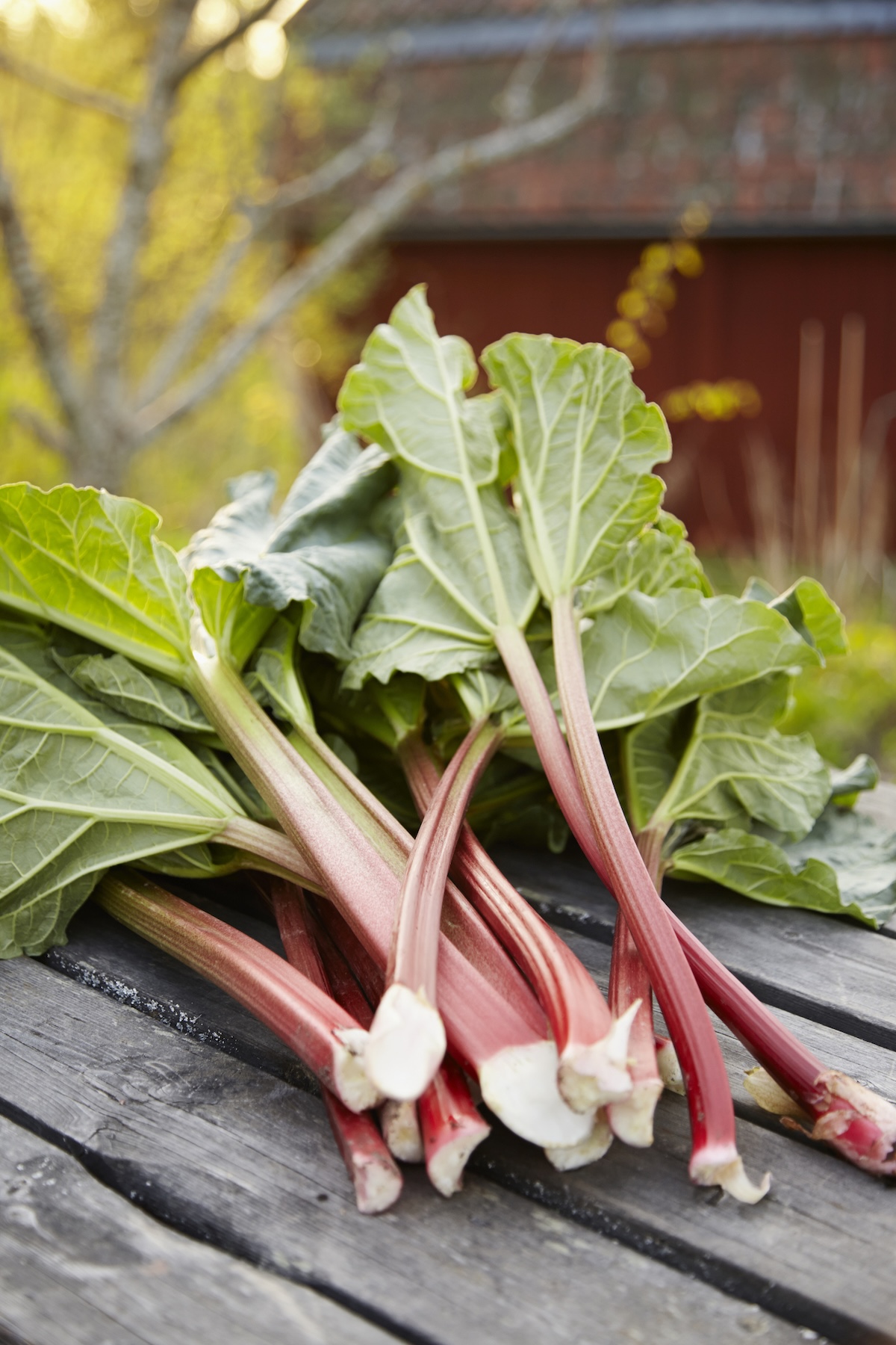 Harvested rhubarb outside of a garden.