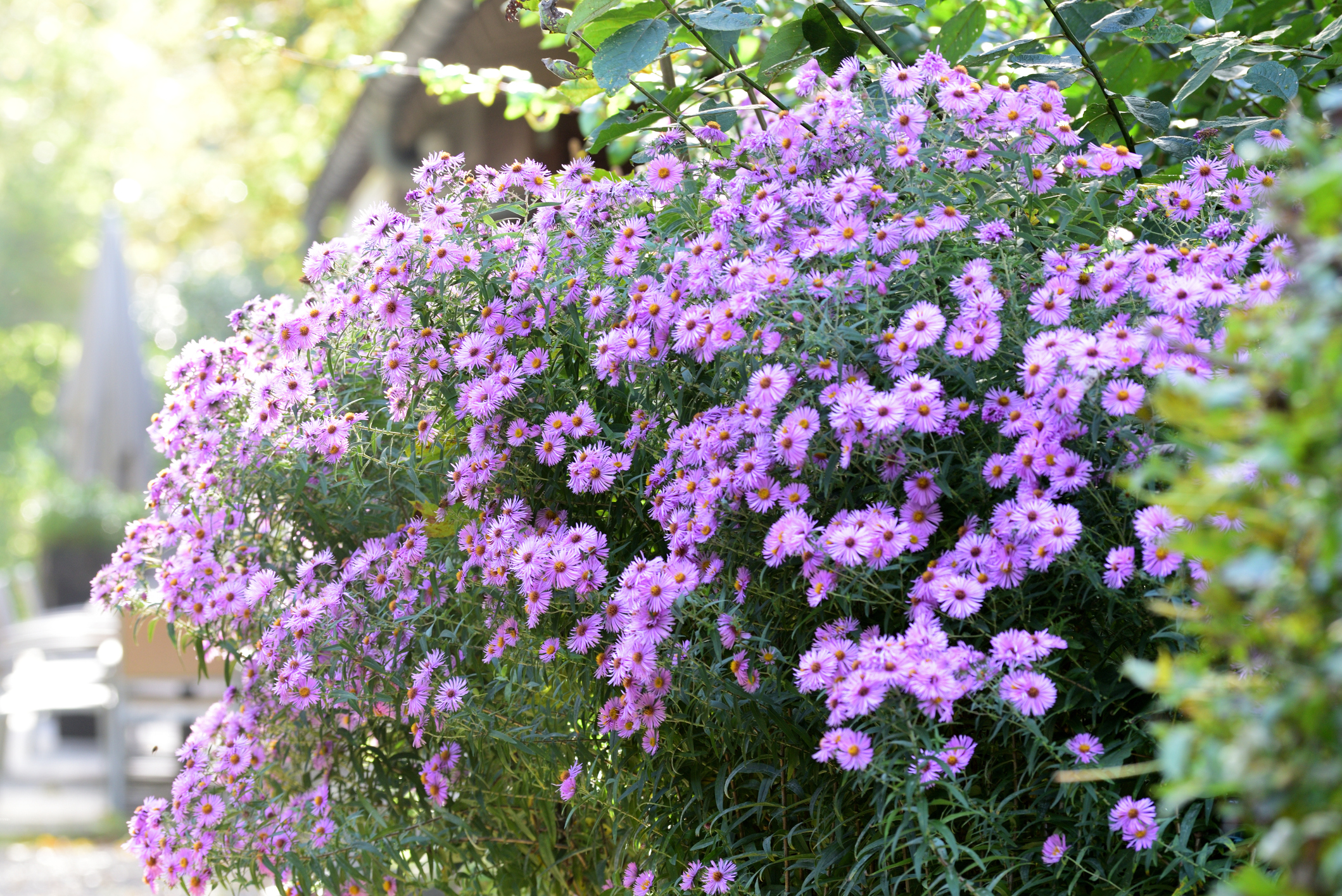 Blooming purple aster.