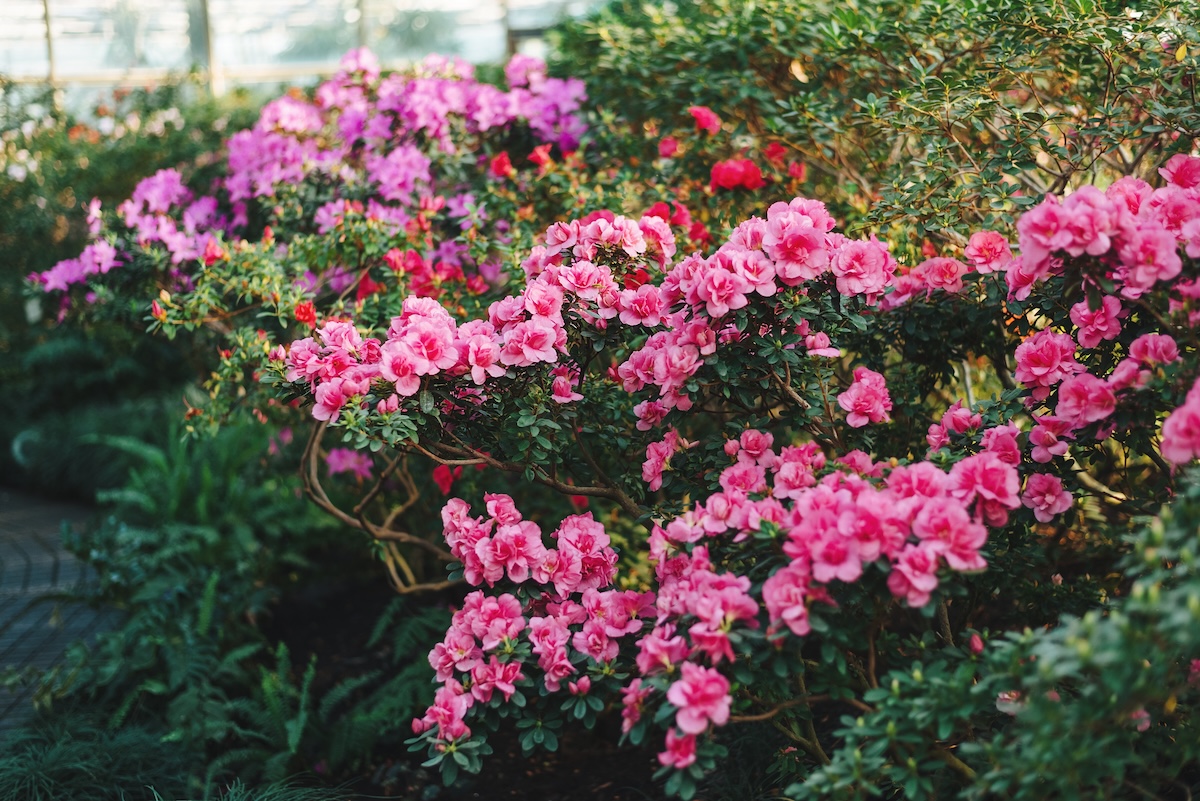 Multicolored azalea bush in a shady garden.
