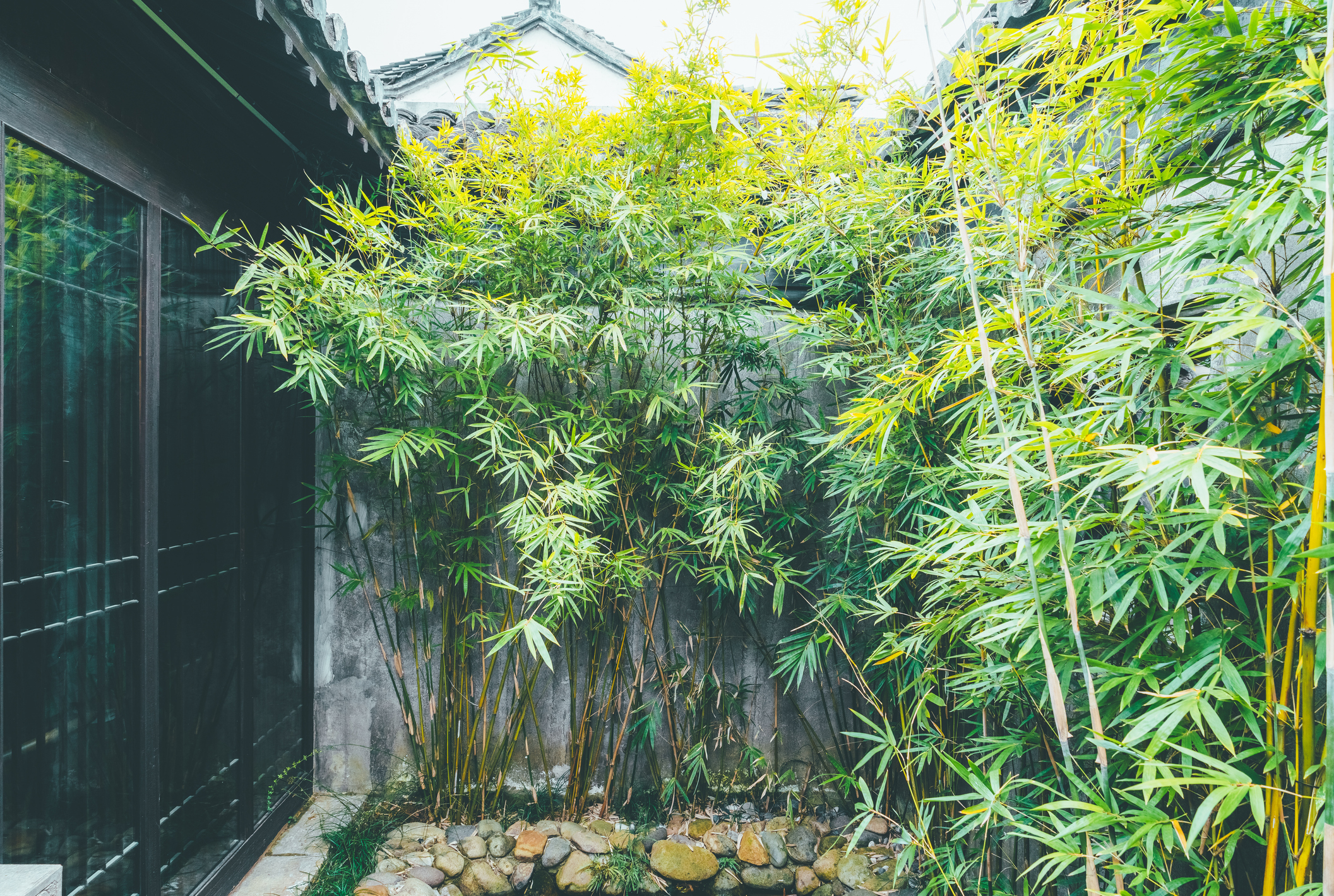 Bamboo growing in a small courtyard behind a house.