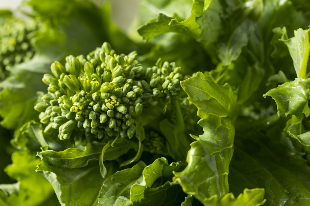 Closeup of raw broccoli rabe.