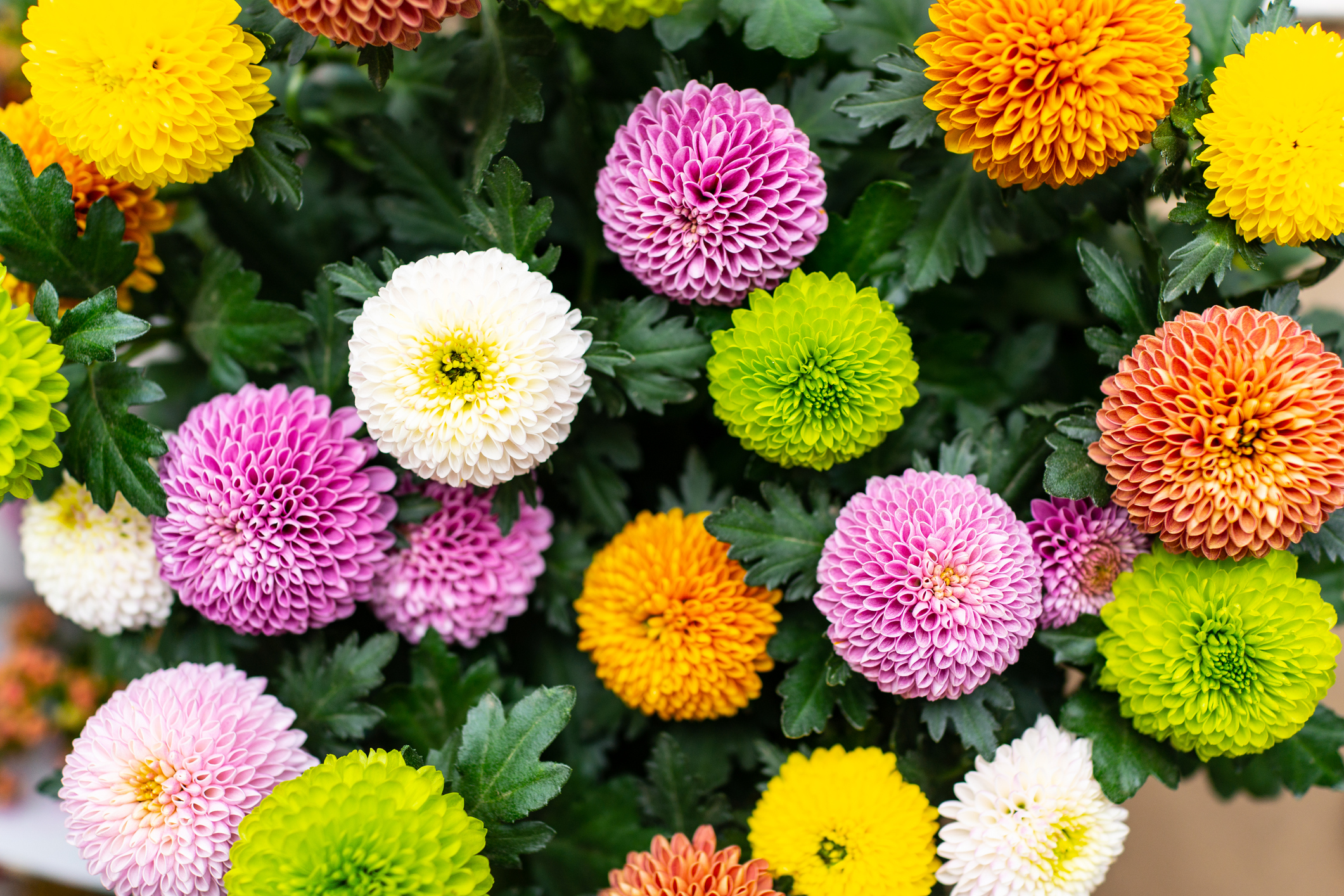 White, pink, yellow and orange chrysanthemums