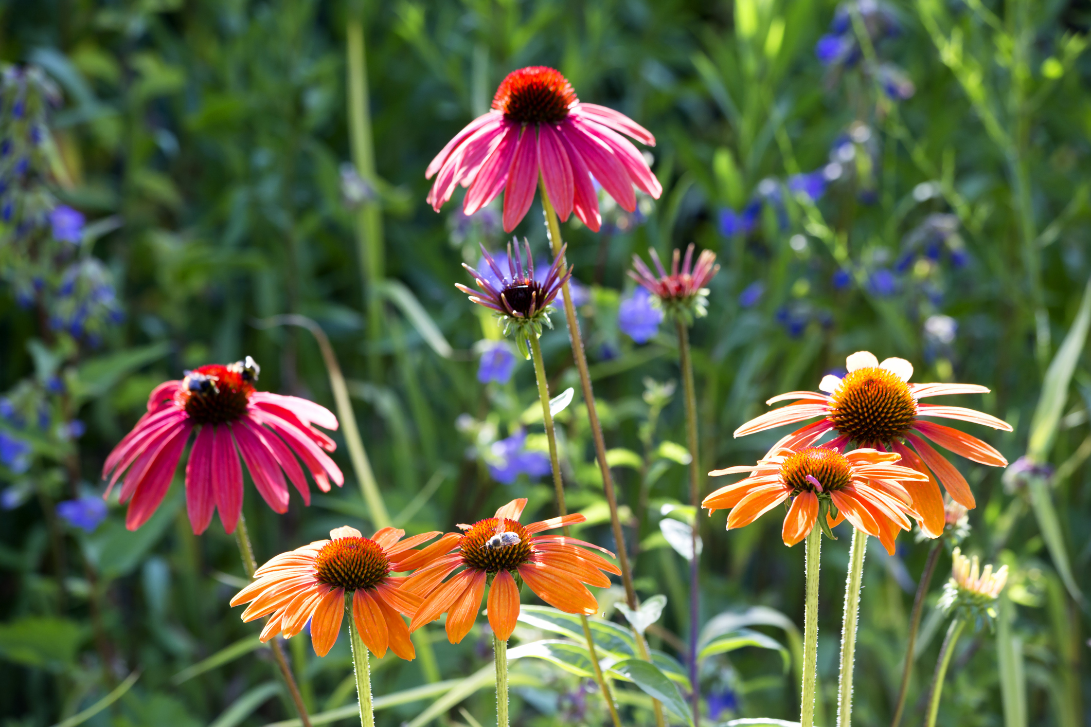 Honeybees on pink and yellow coneflowers