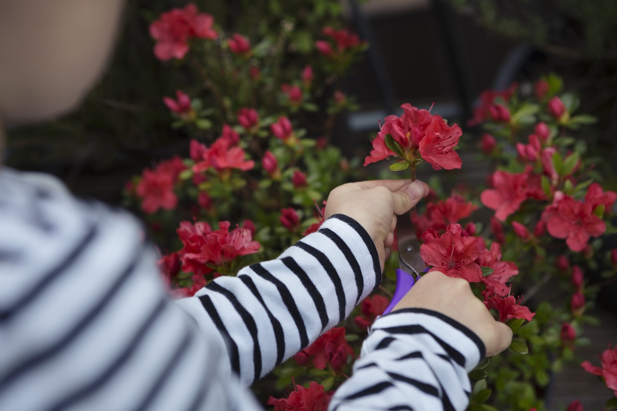 A woman in a white and black striped shirt prunes a bright azalea bush.