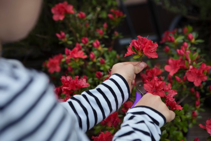 A woman in a white and black striped shirt prunes a bright azalea bush.