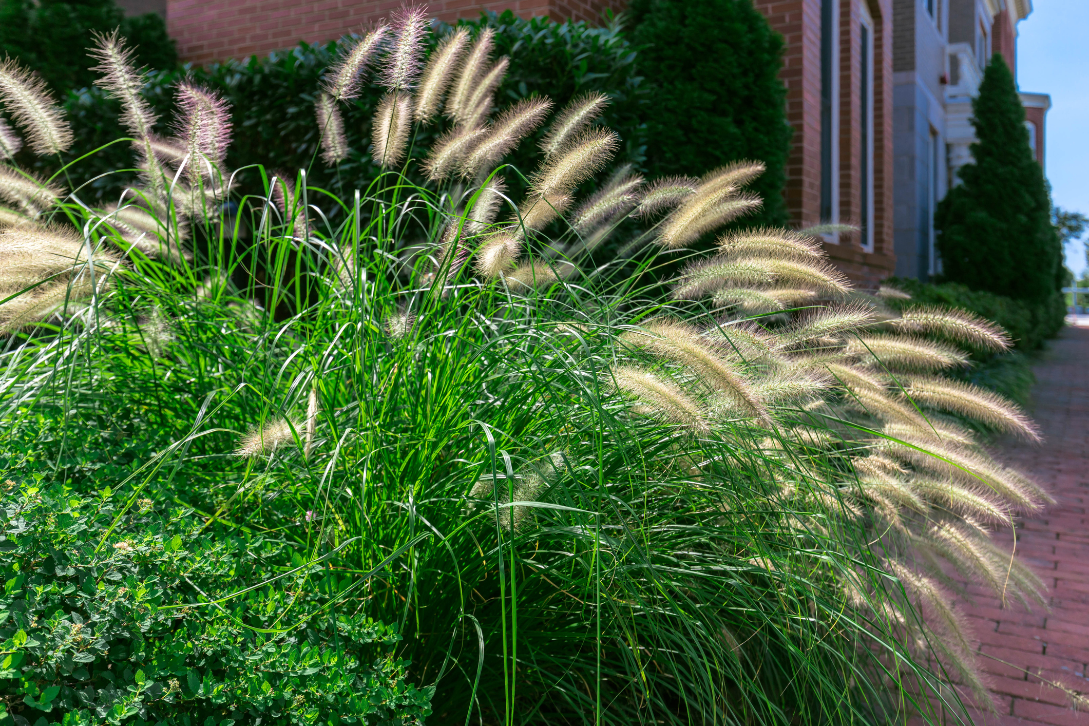 Close-Up of Ornamental Grass at Edge of Garden with brick house in background.
