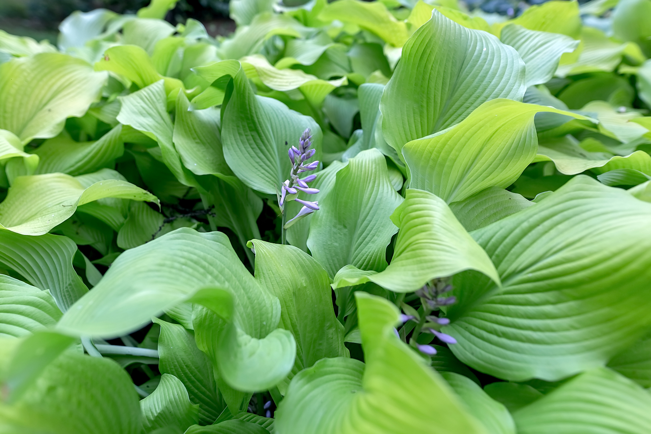 A flourishing hasta flower bed ready to be divided in spring.