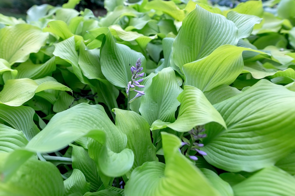 7 Plants You Should Divide in Spring to Fill Out Your Home Landscape