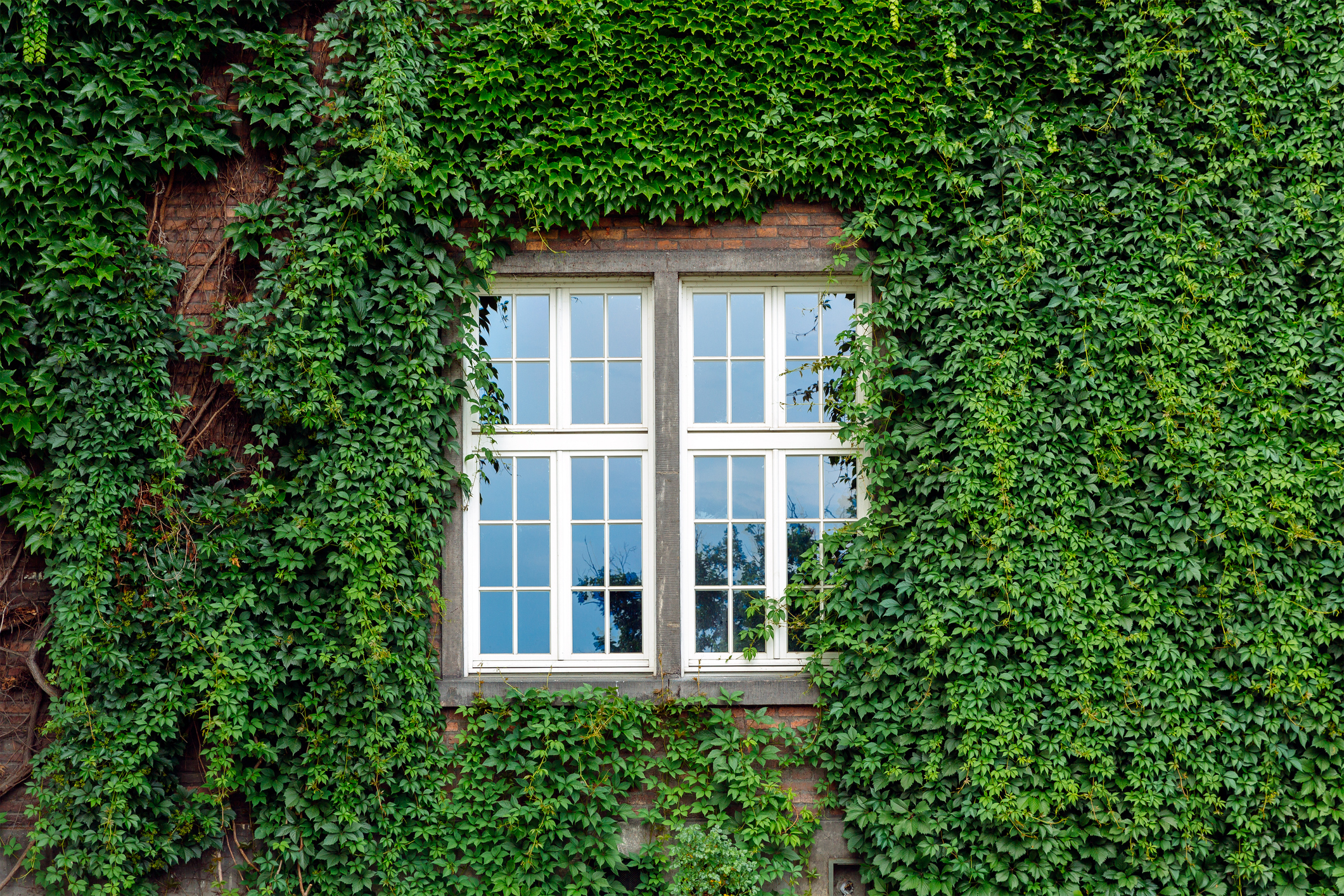 Overgrown English ivy on a brick house surrounding a window.