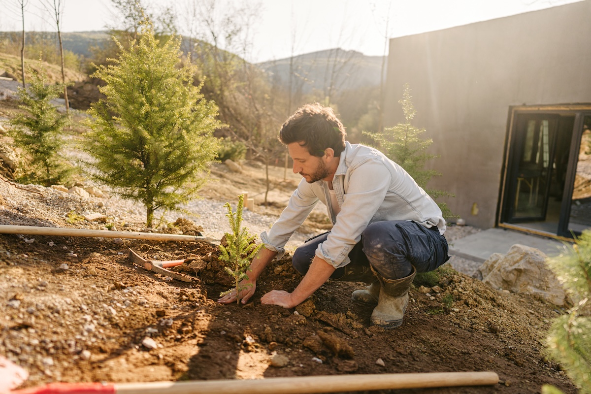 A man working in a garden and planting shrubs.
