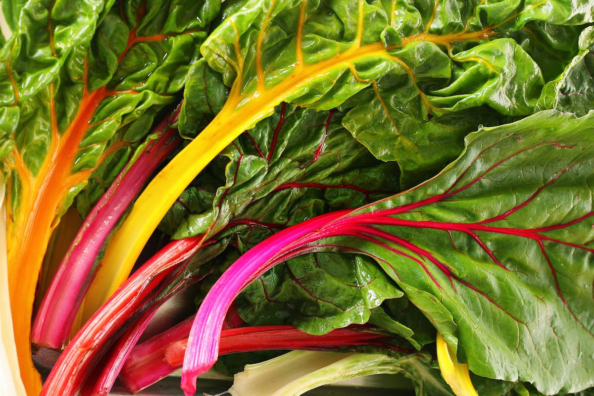 Closeup of rainbow chard, with colorful pink, yellow and orange stems.