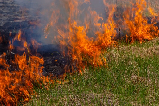 The grass of a lawn burning in a wildfire.