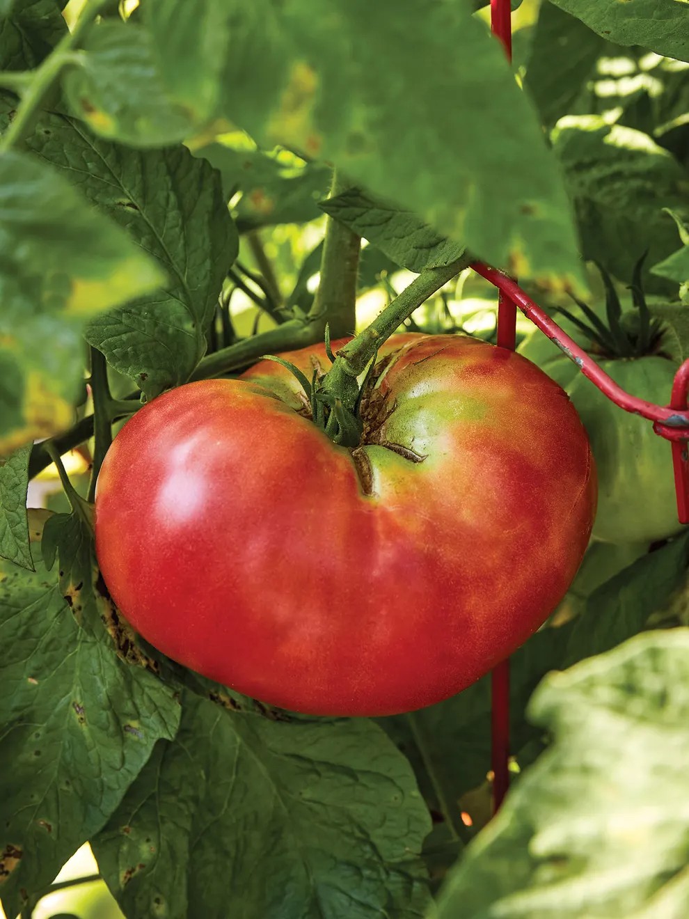 Brandywine Pink Tomato Seeds or Plants