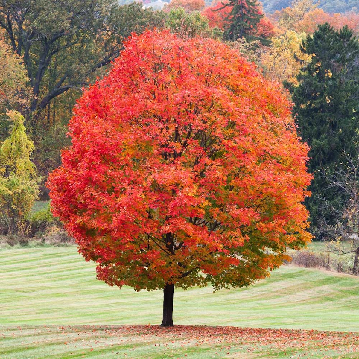 A Caddo Sugar Maple with red fall leaves.