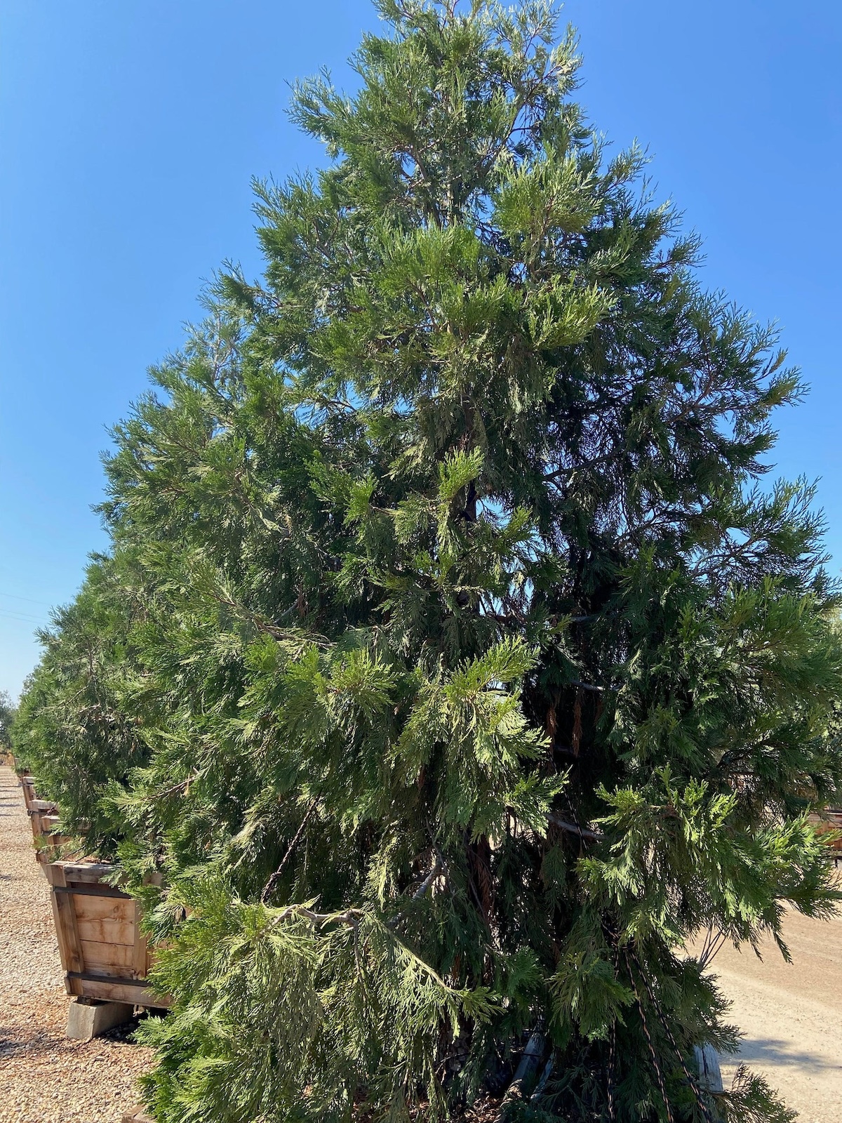 Calocedrus decurrens