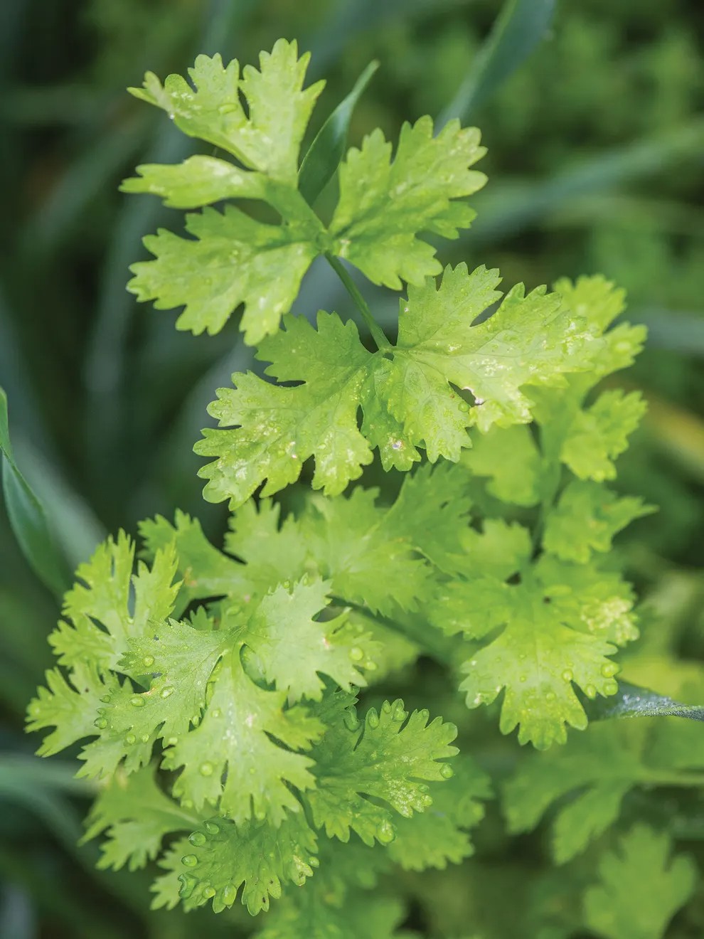 Calypso Cilantro Seeds or Plants