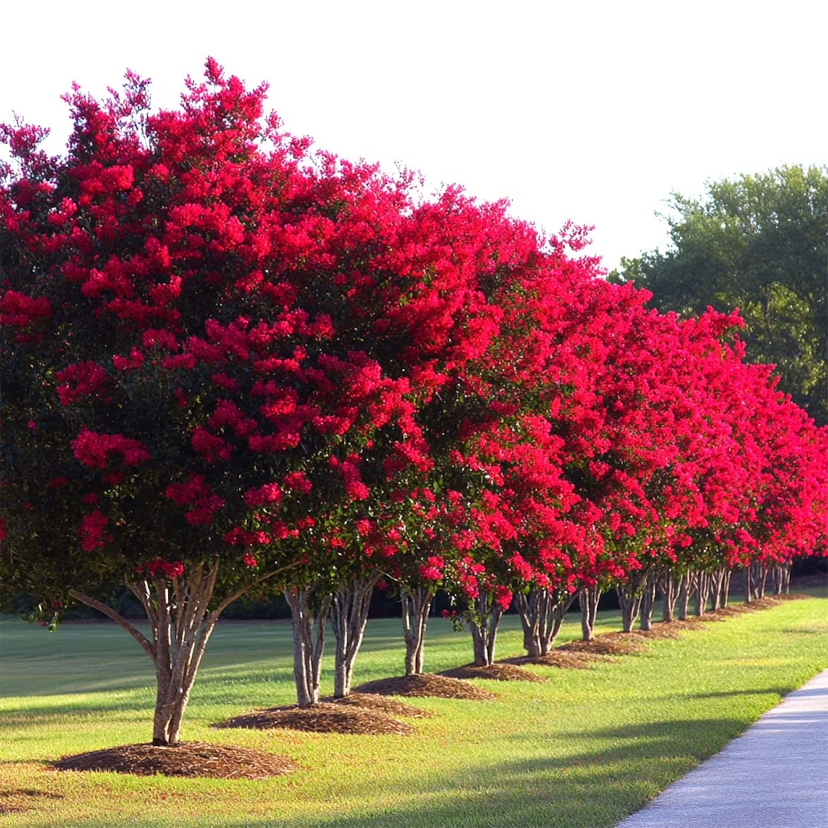 Crape Myrtle (Lagerstroemia indica)