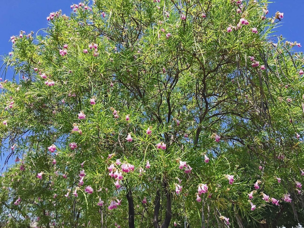 Desert Willow (Chilopsis linearis)