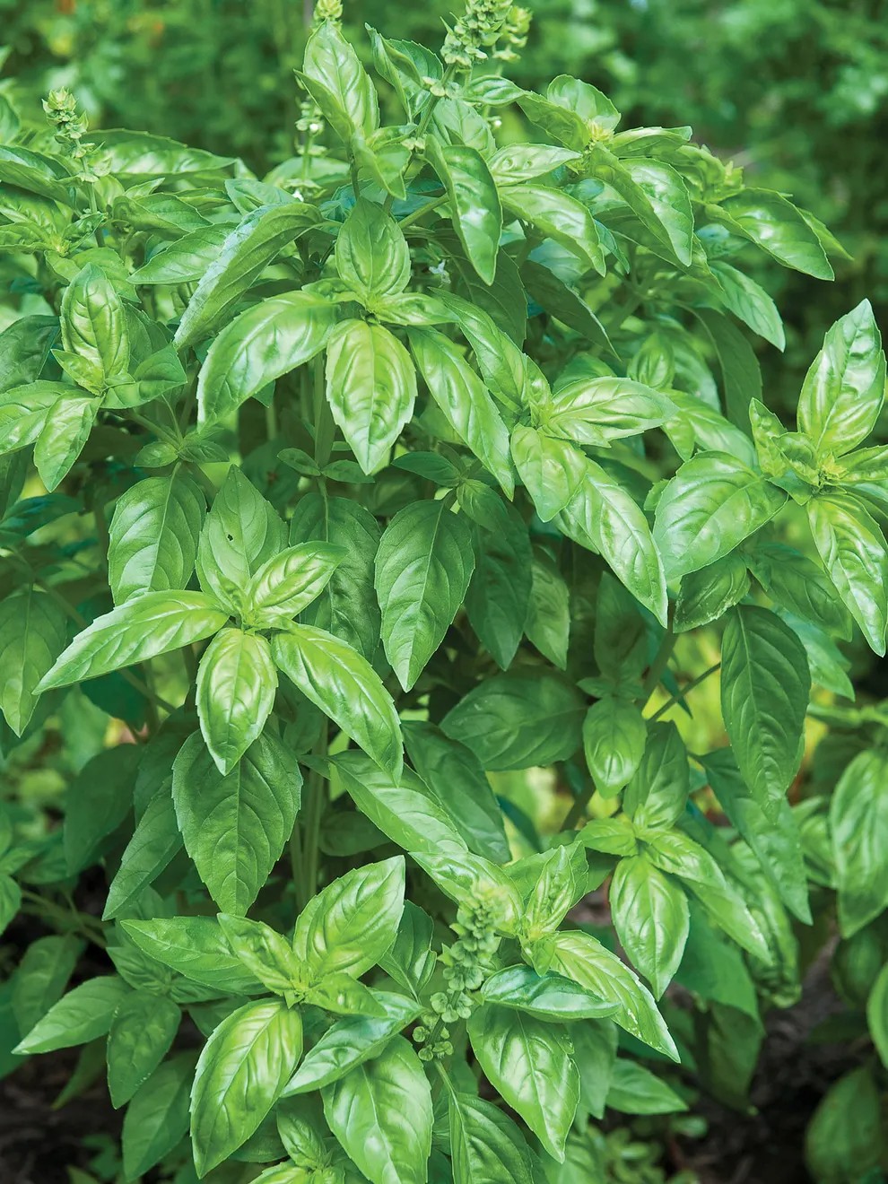 Genovese Basil Seeds or Plants