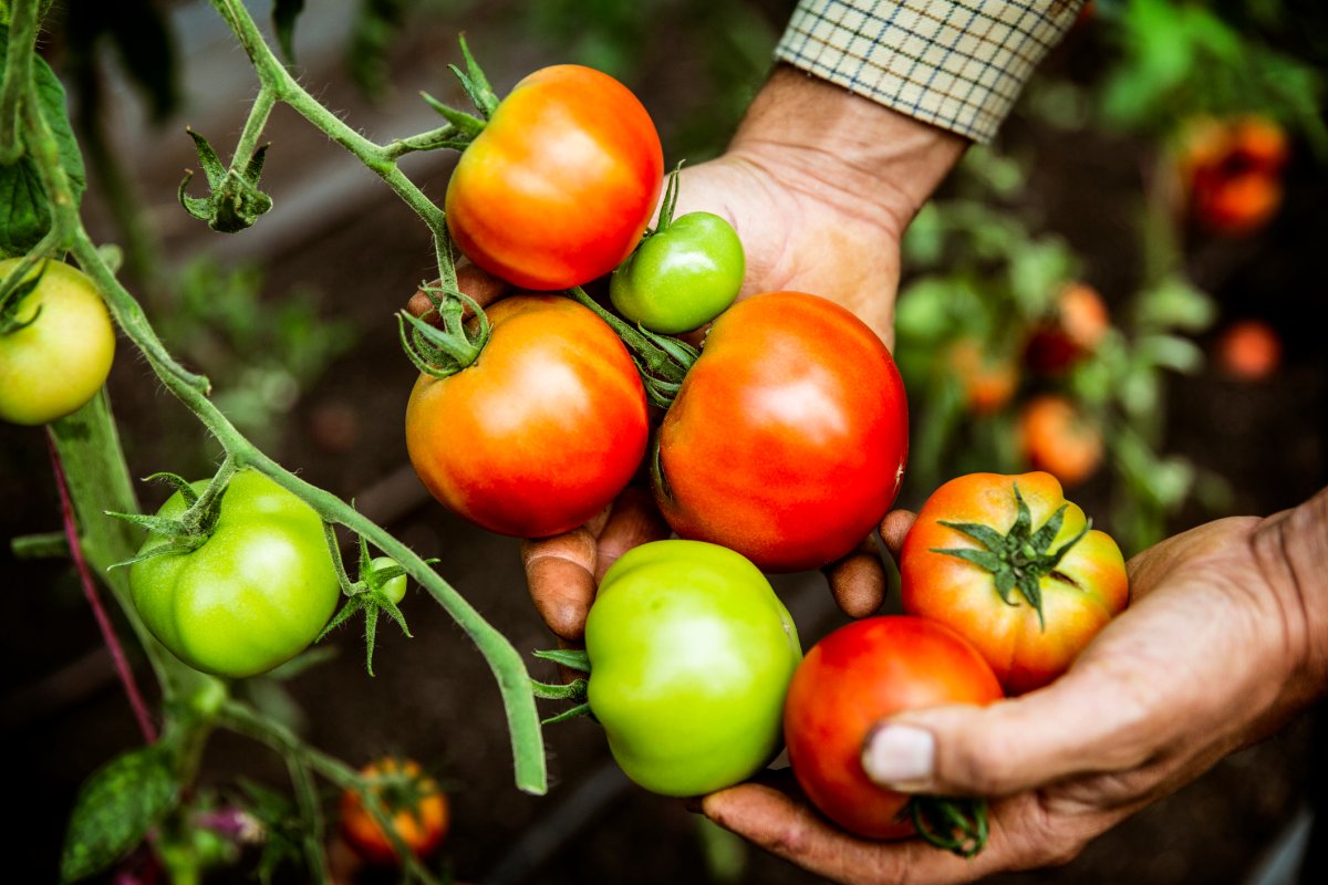 High angle close up of a man holding a bunch of fresh growing tomatoes.