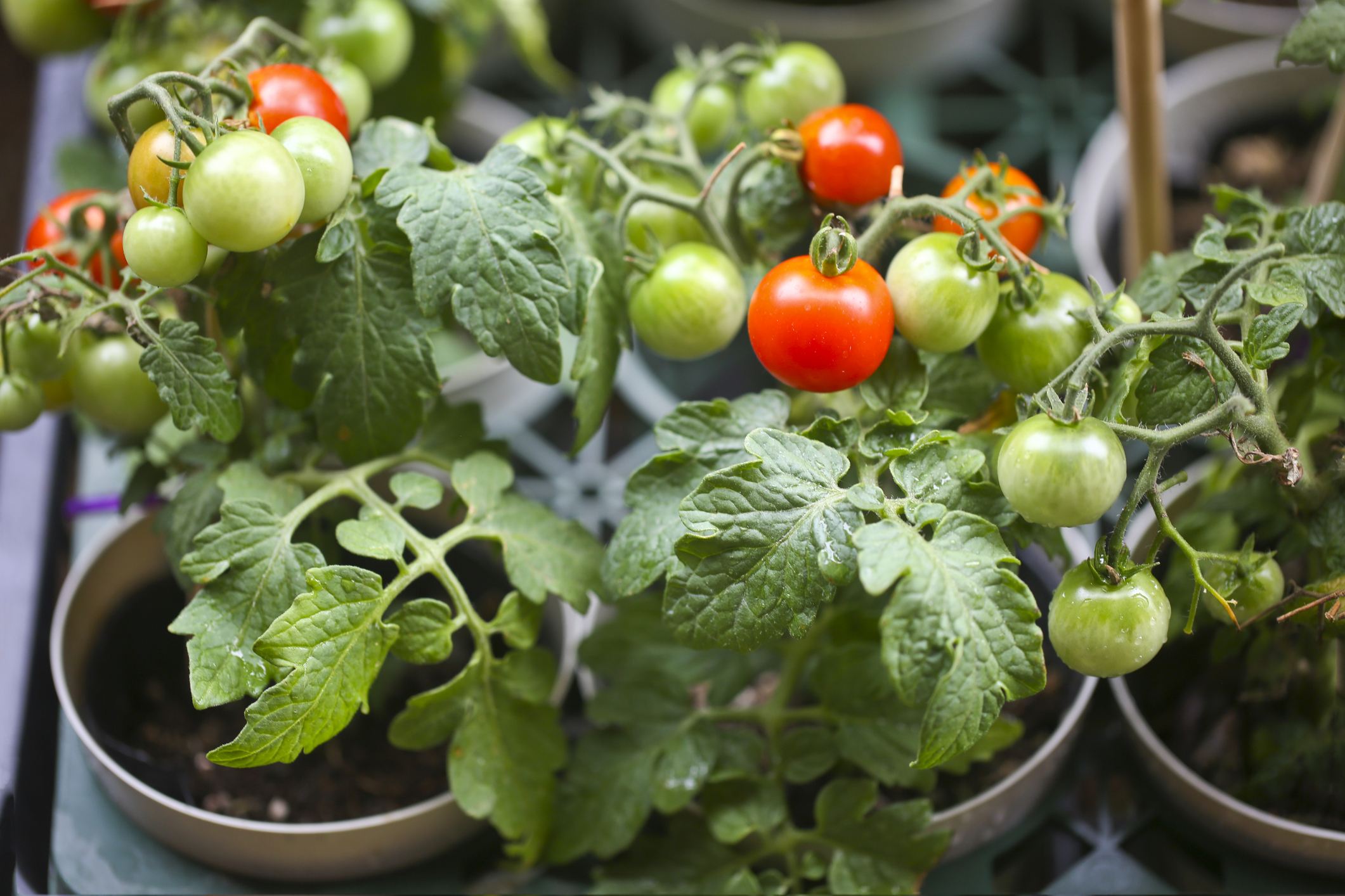Ripe red cherry tomatoes and unripe green cherry tomatoes growing on tomato plant in pots.