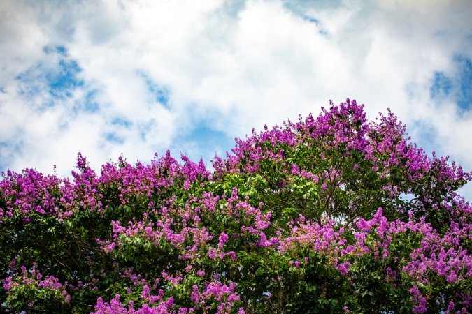 Purple Crap Myrtle tree on a sunny day.