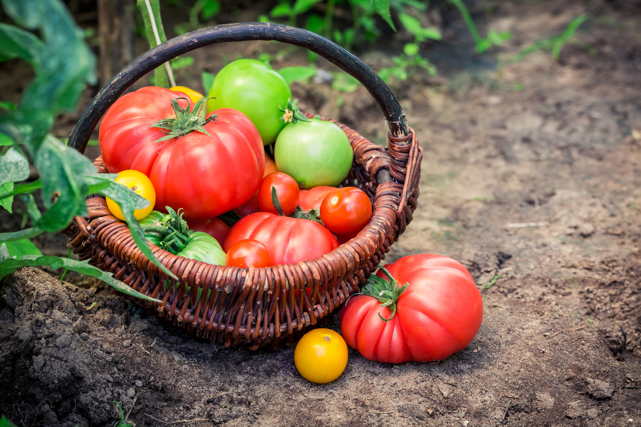 Various types of red, green, and yellow tomatoes in a basket on the ground.