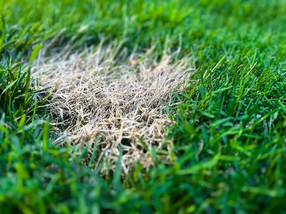 A brown patch in a lush lawn from fertilizer burn.