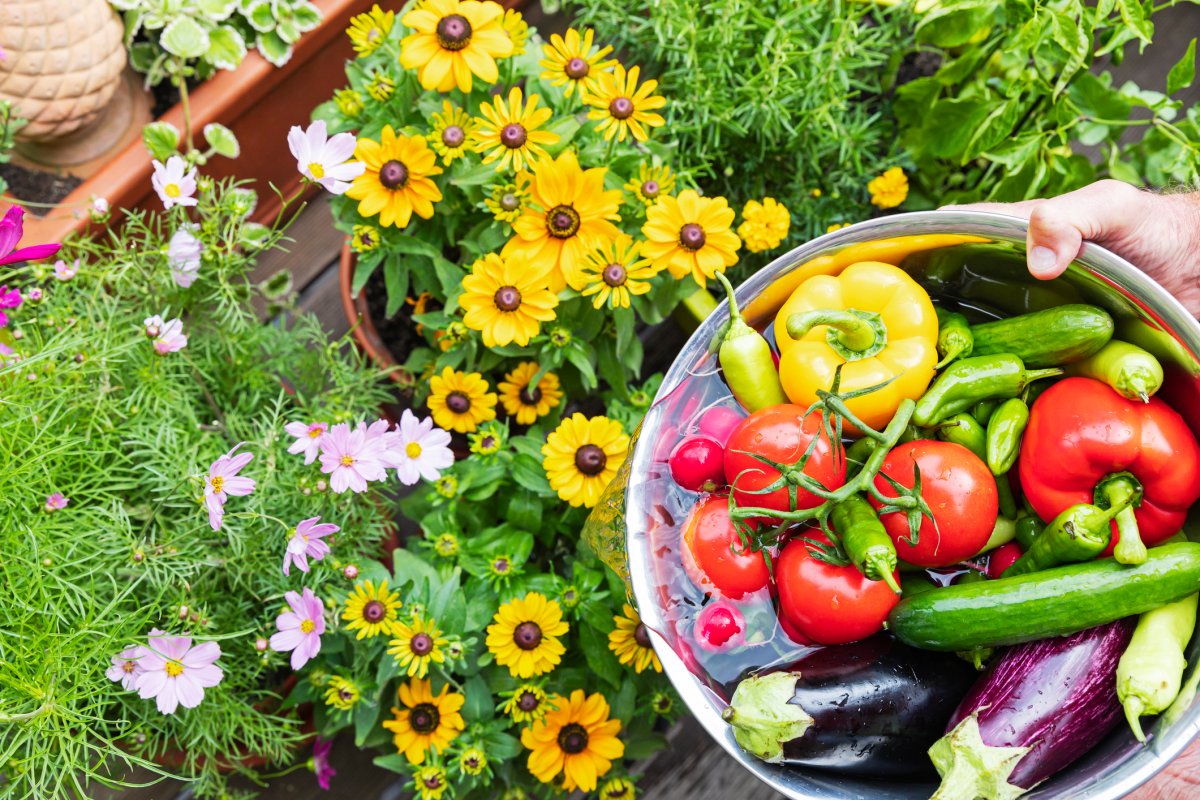 A basket of colorful vegetables sitting next to bright yellow flowers outside in a garden