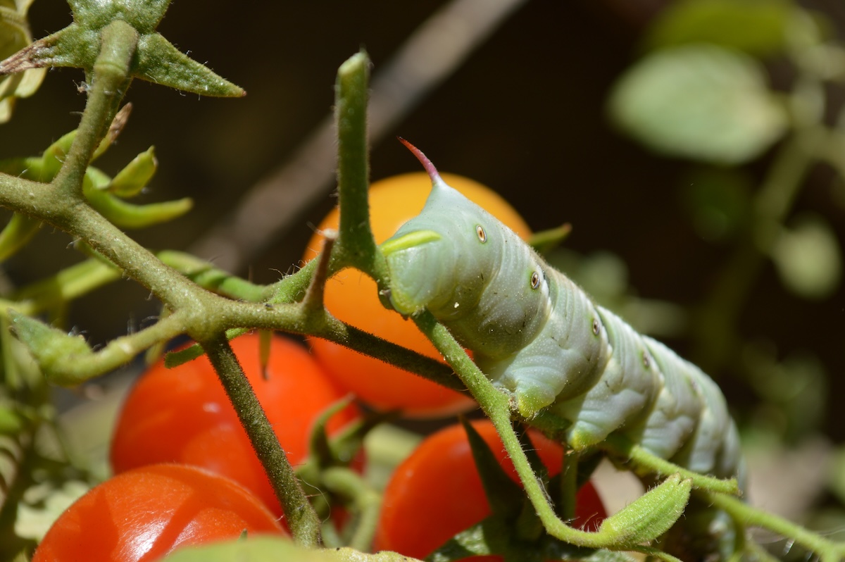 A green tomato hornworm crawling on a tomato plant.