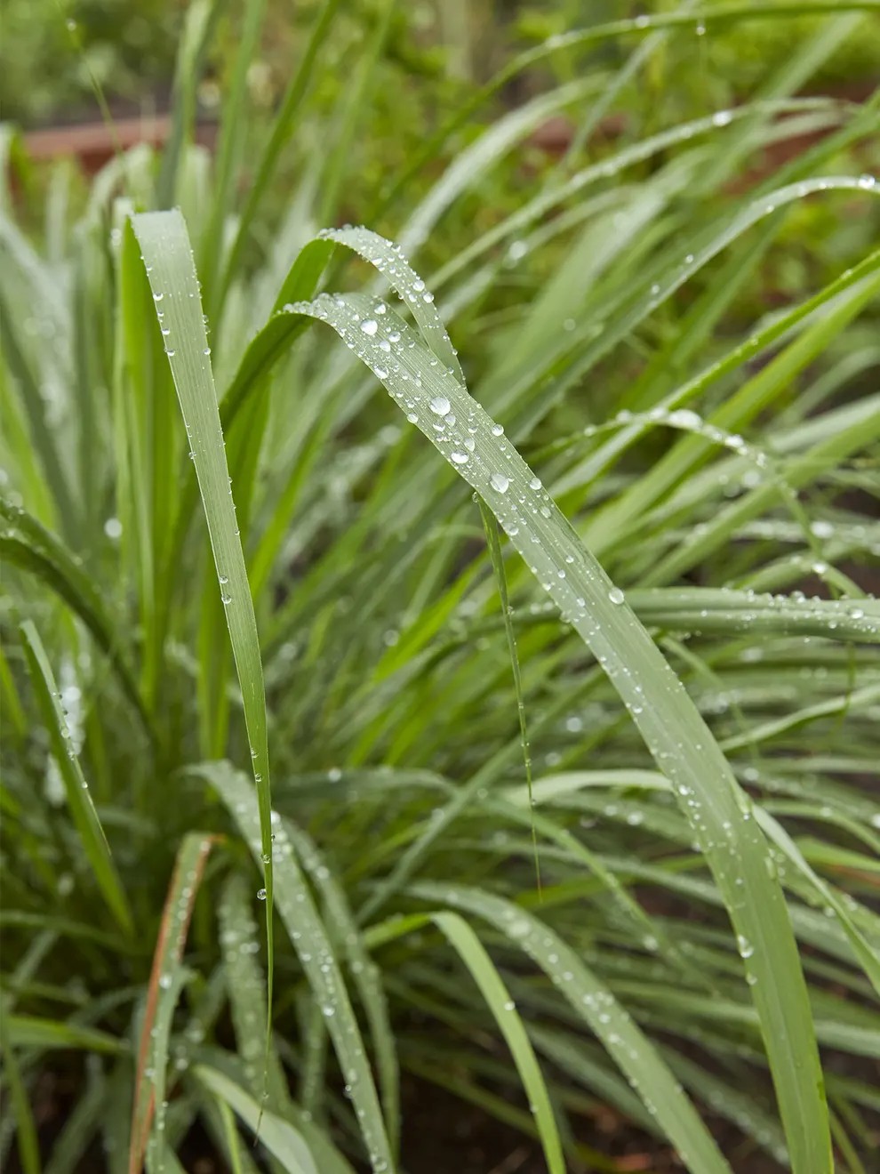 Lemongrass Seeds or Plants