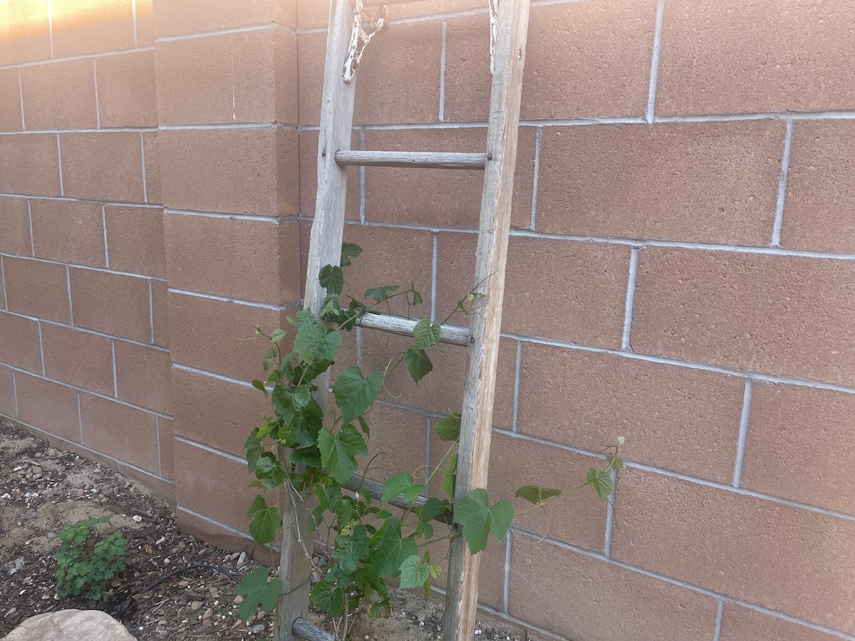 A trellis made from a recycled ladder.