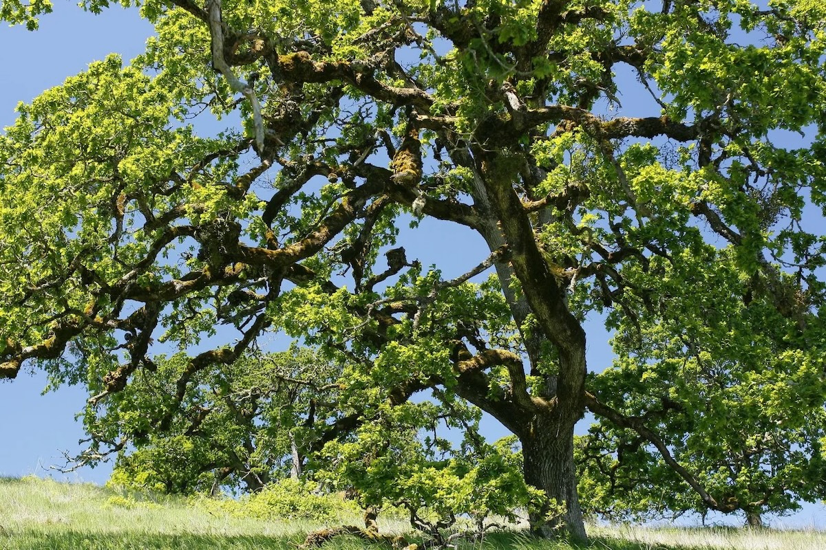 Oregon White Oak