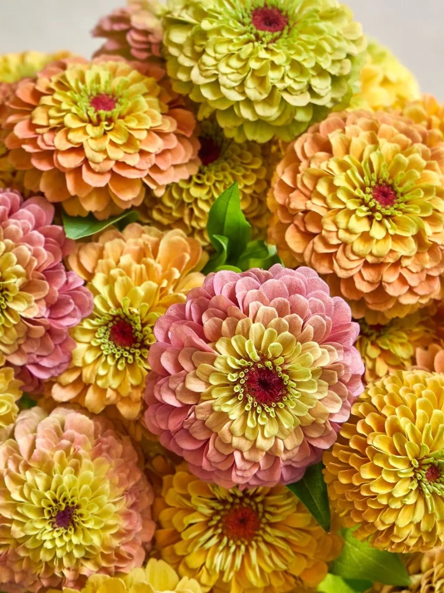 Queeny Lemon Peach Zinnia Seeds