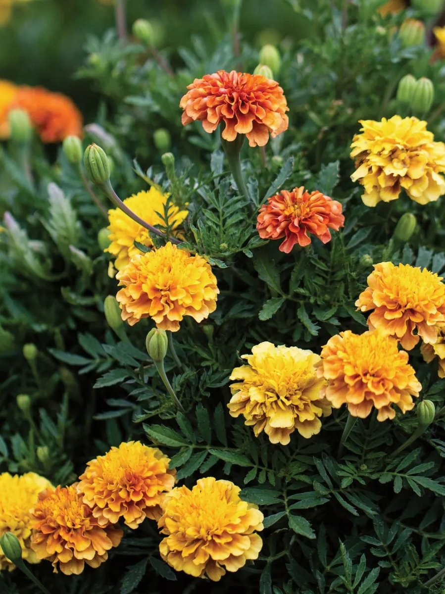 Strawberry Blonde Marigold Seeds or Plants