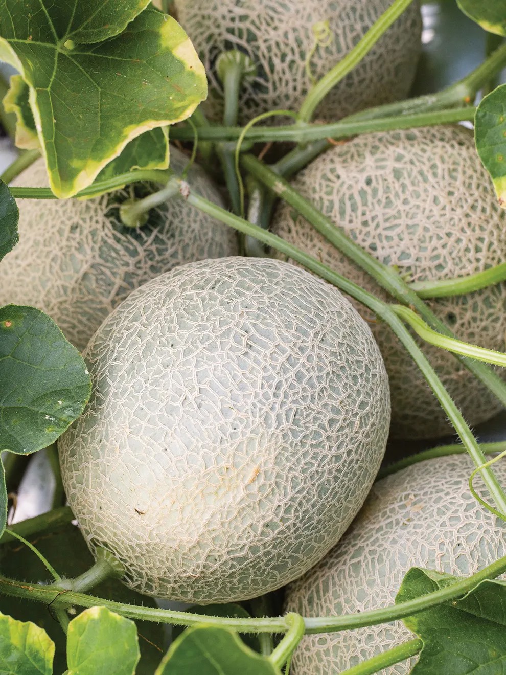 Sugar Cube Hybrid Cantaloupe Seeds