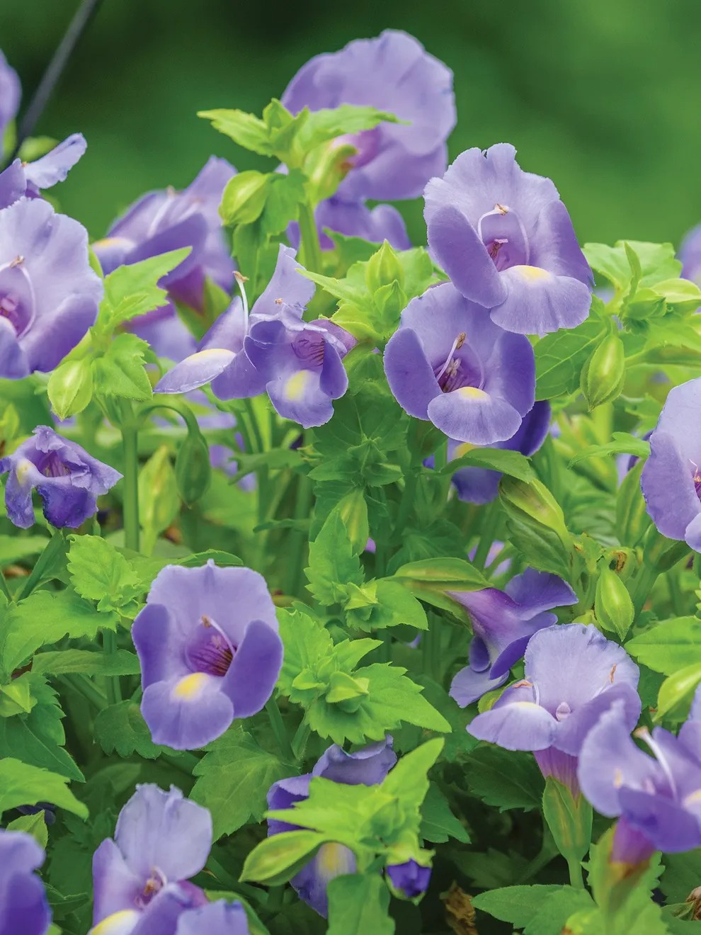 Summer Wave Large Blue Torenia Plants