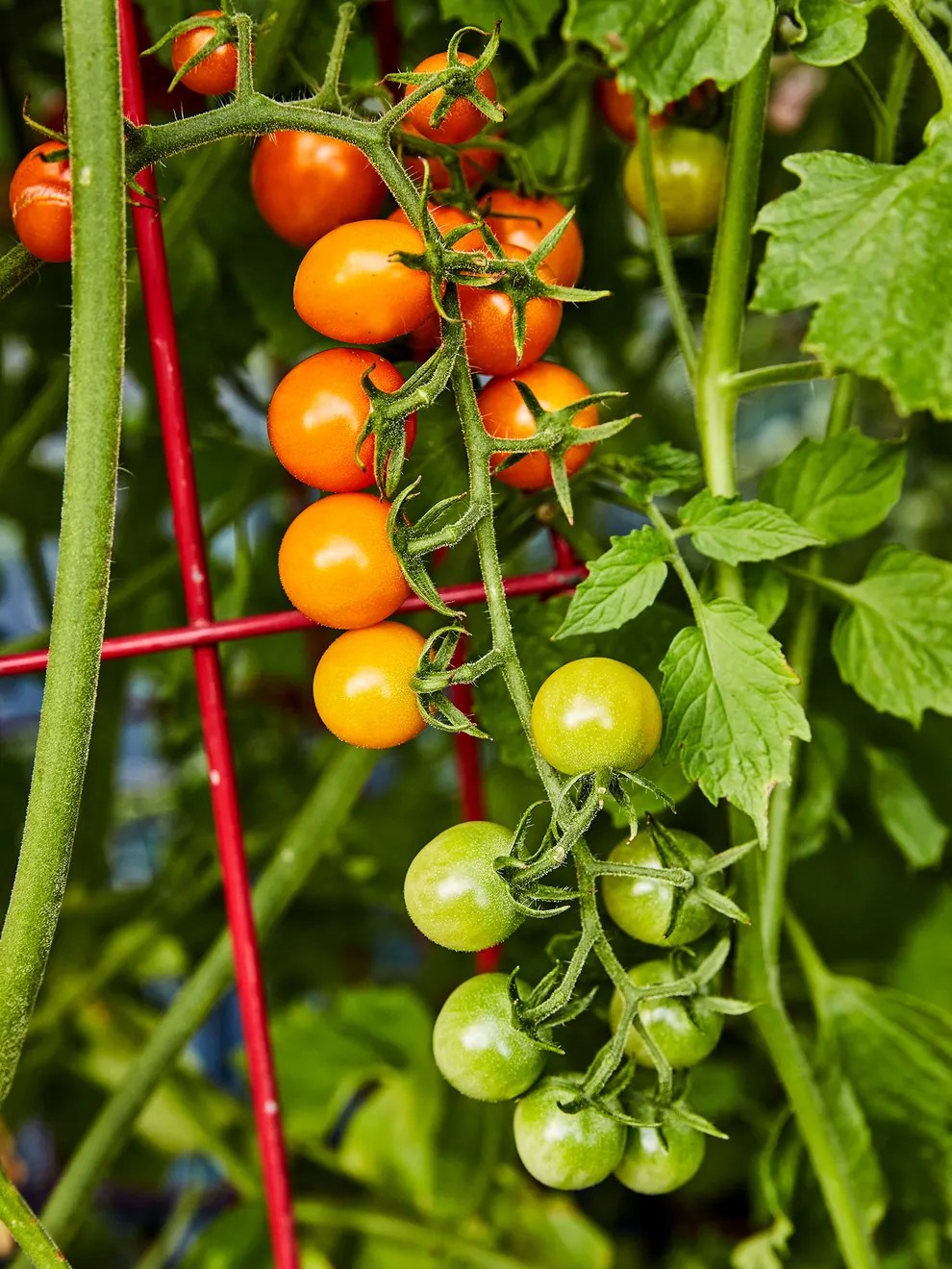 Sungold Hybrid Tomato Seeds or Plants