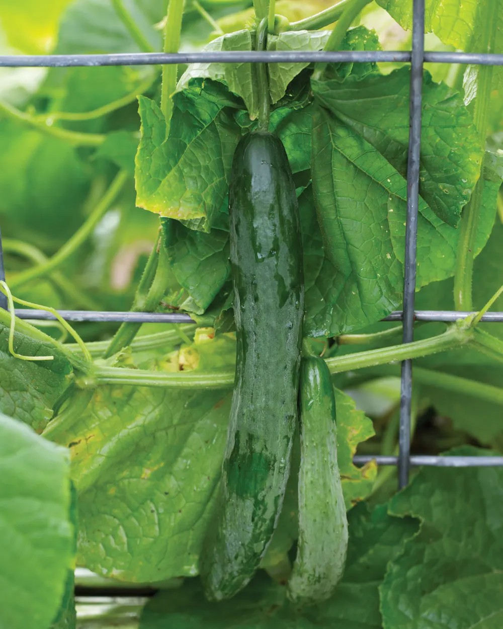 Sweet Success Cucumber Seeds