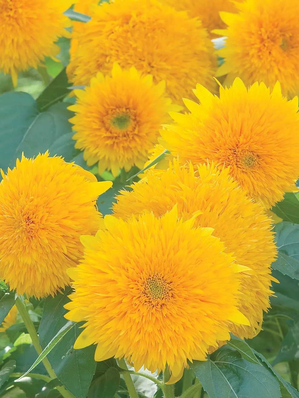 Teddy Bear Sunflower Seeds