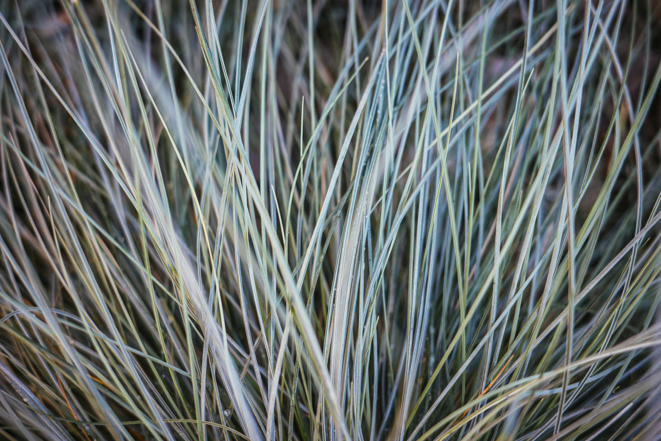 Closeup of blue fescue with blue, pink, yellow, and green colors