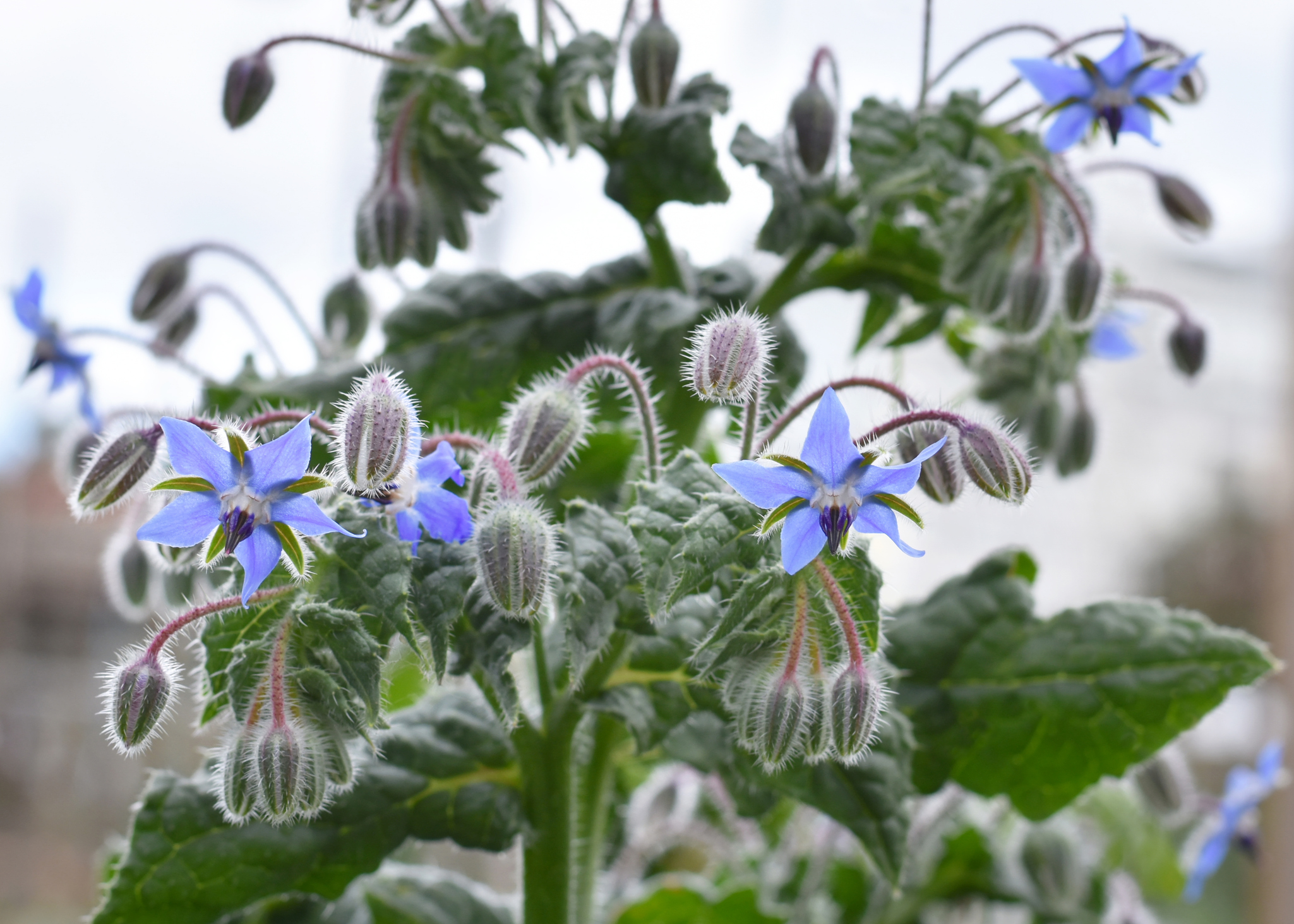 Purplish-blue borage flower plants outside