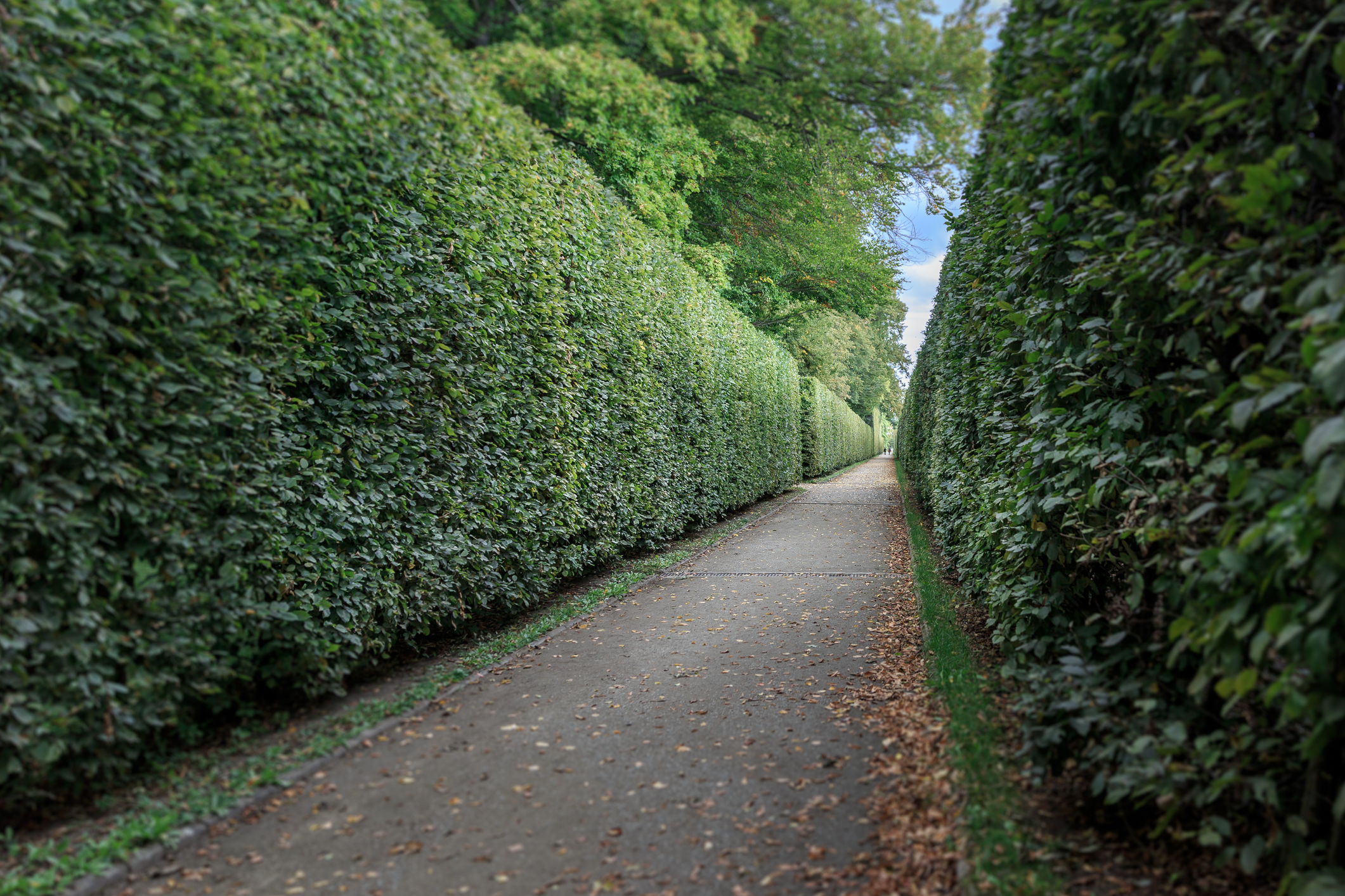 Green boxwood hedges on both sides of a walking path.