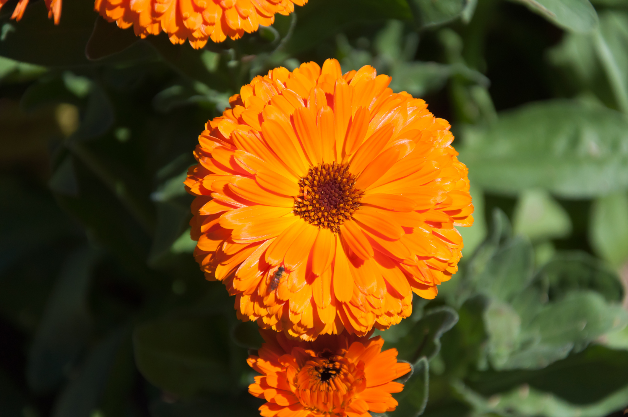 Close-up of bright orange calendula flowers
