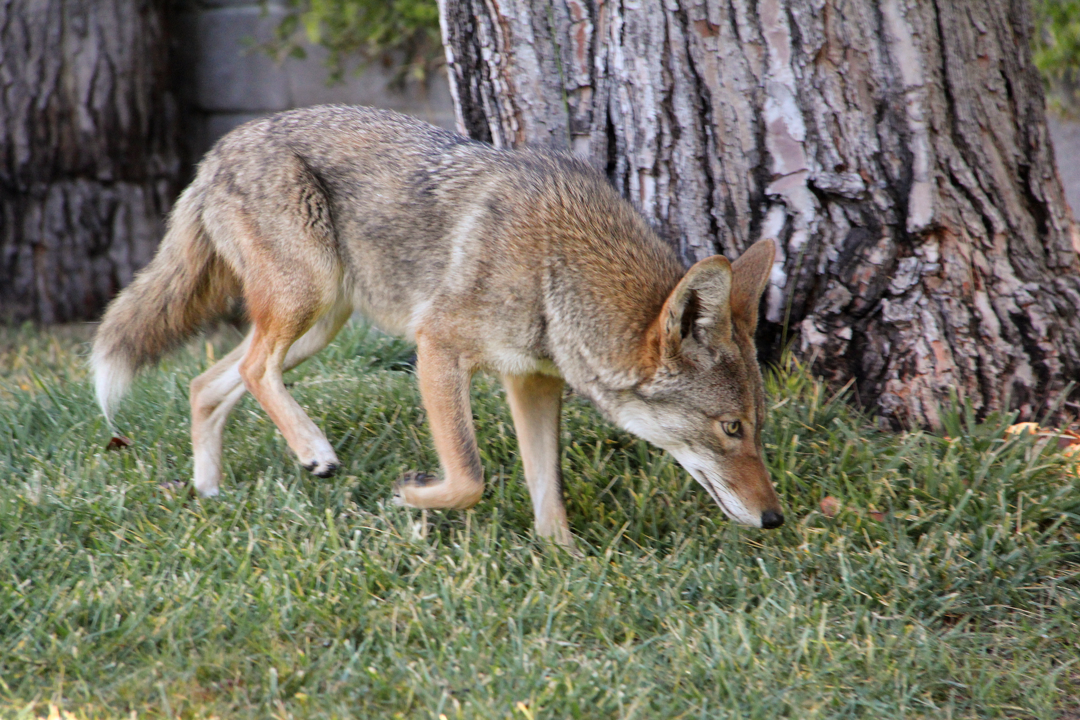 Tan coyote walking in a yard in front of a tree.